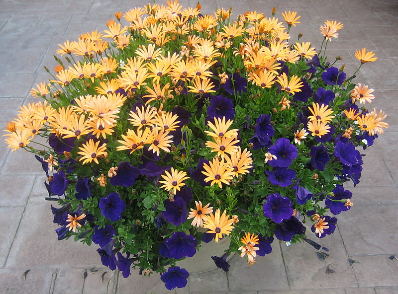 flowers pot during the summer in Alberta , yellow, pot, graphy, green, purple, flowers, garden, Petunia, daisy, HD wallpaper