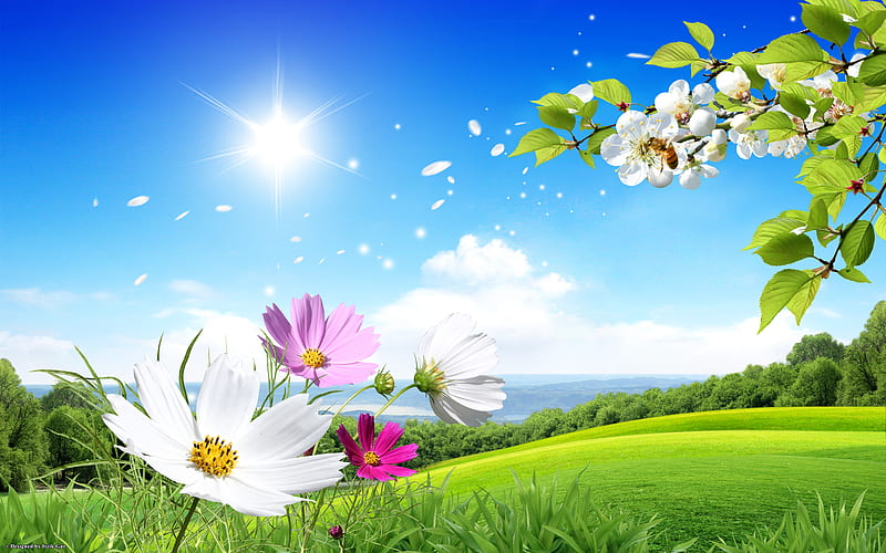 Spring Scene, flowers, nature, spring, green field, HD wallpaper