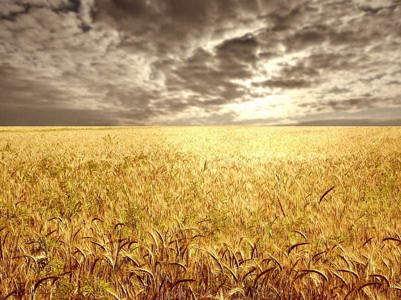 Golden field, sky, cornfield, clouds, golden, HD wallpaper