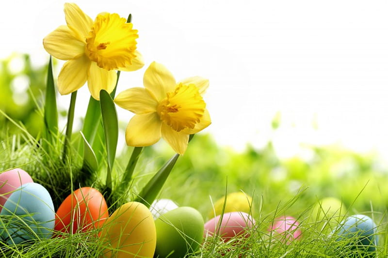 Spring Time, grass, easter eggs, easter, bokeh, yellow flowers, eggs, flowers, nature, happy easter, HD wallpaper