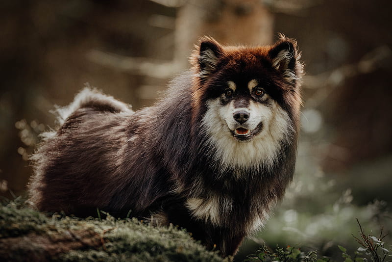finnish lapphund, dog, pet, funny, HD wallpaper