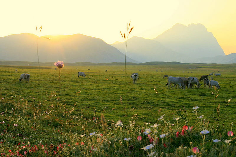 Field of dreams 1080P, 2K, 4K, 5K HD wallpapers free download