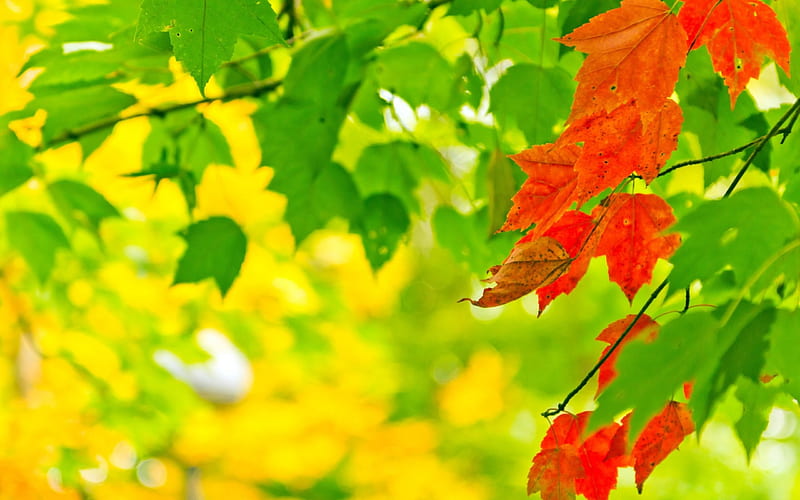 Bright Autumn Leaves, autumn, nature, leaves, branches, HD wallpaper