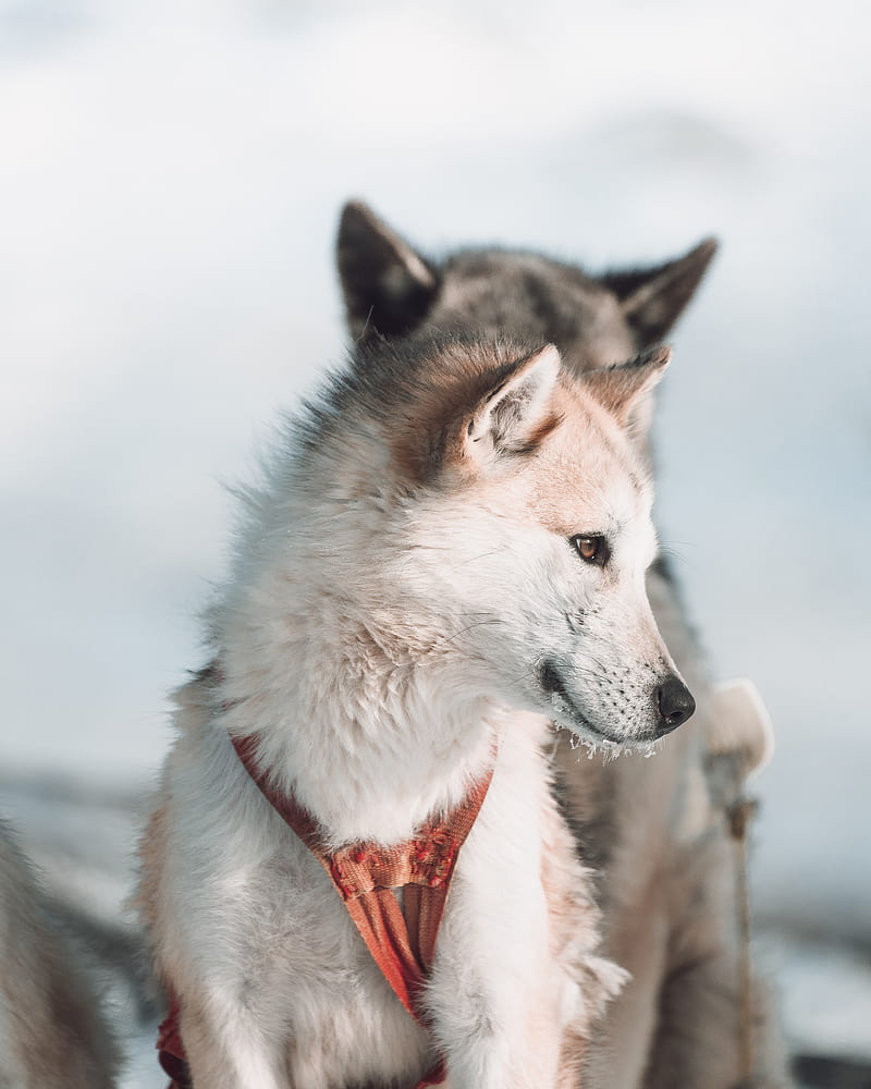 white and black siberian husky with red leash, HD phone wallpaper