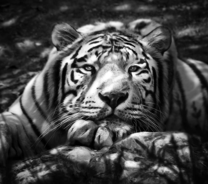 Tiger, black and white, HD wallpaper