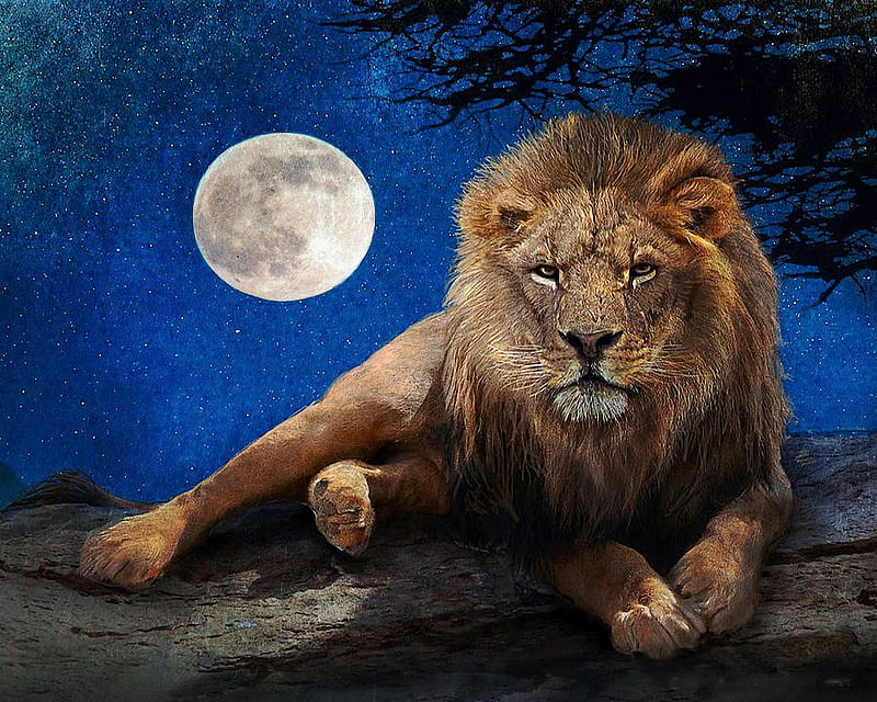 Lion by Moonlight, stars, predator, moon, painting, resting, cat, sky, HD wallpaper