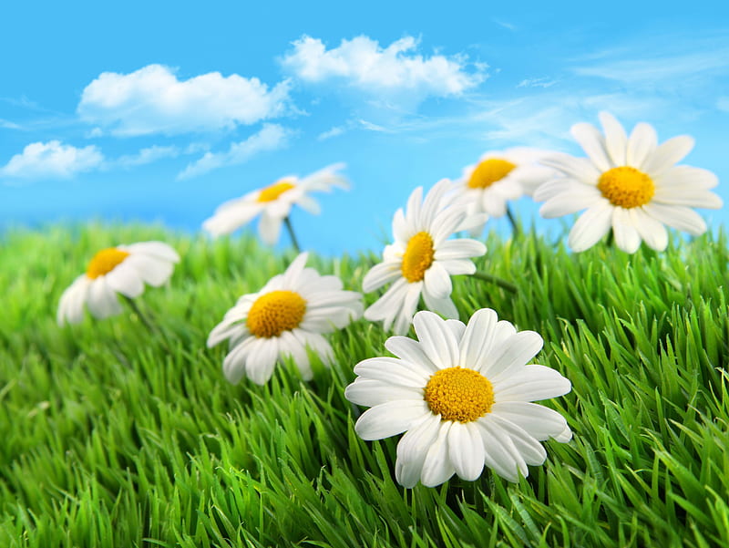 Daisies field, pretty, grass, sunny, bonito, camomile, clouds, nice, green, bright, flowers, blue, lovely, refreshing, fresh, sky, daisies, blue sky, meadow, field, HD wallpaper