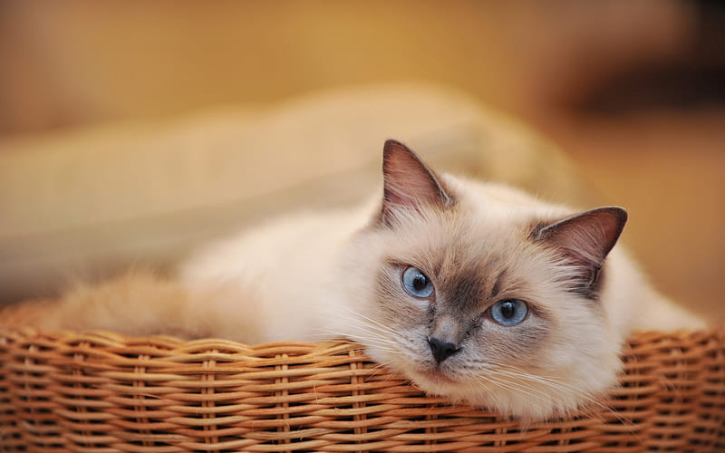 cat basket look lying-, HD wallpaper