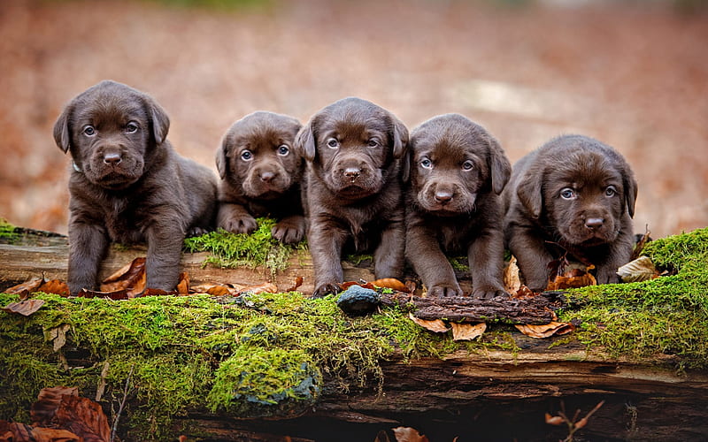 Labrador puppies, brown little puppies, family, cute little animals, pets, dogs, retrievers, HD wallpaper