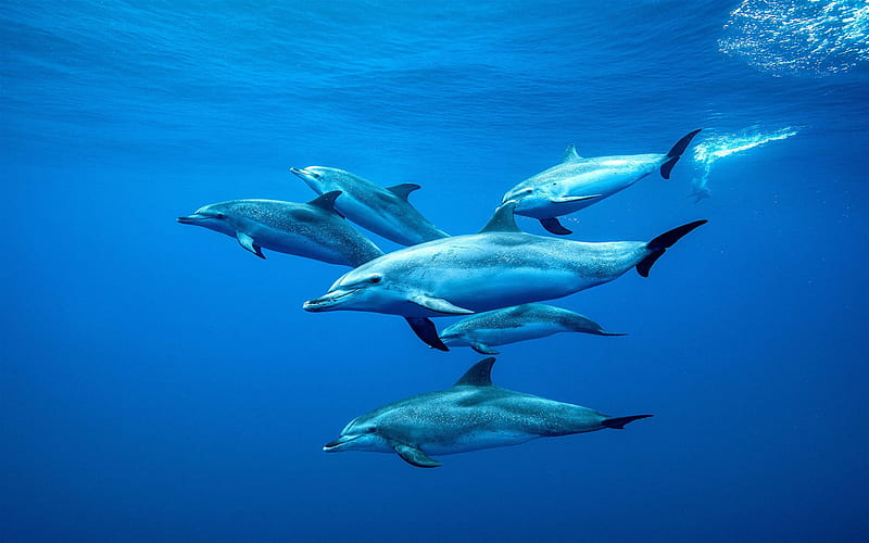 dolphins, underwater, Tenerife, Canary Islands, Atlantic Ocean, group of dolphins, ocean, HD wallpaper