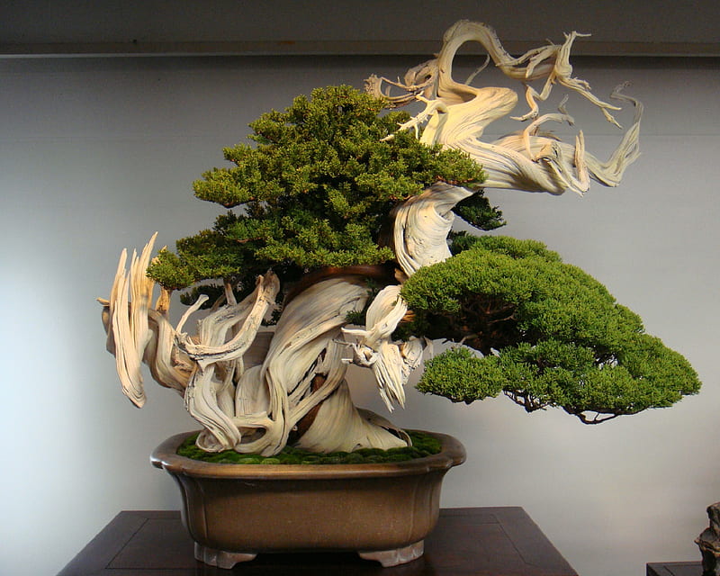 Bonsai Beauty, bonsai, theme, tree, HD wallpaper