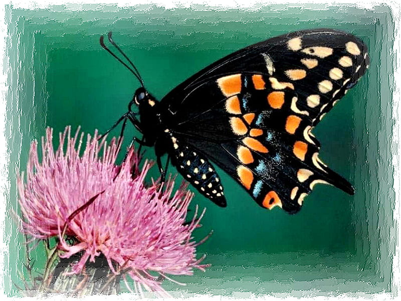Black and Orange Butterfly, graphy, butterfly, flower, wildlife, thistle, animal, floral, HD wallpaper