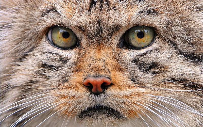 Manul - Pallas's Cat, pisici, pallas cat, otocolobus manul, eyes, face, manul, cat, animal, wildcat, pisica de stepa, HD wallpaper