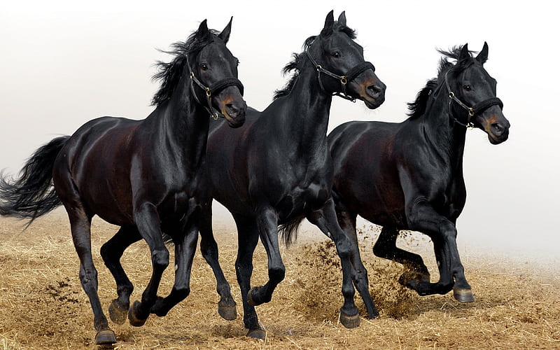 Black horses, black, horse, run, animal, HD wallpaper | Peakpx