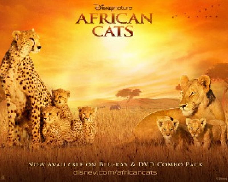 African-Cats, documentary, cats, movie, african, HD wallpaper