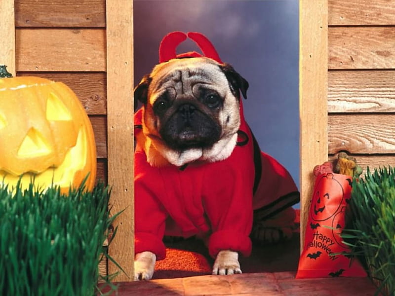 Happy Hallowen, clothes, gourd, hallowen, dog, HD wallpaper