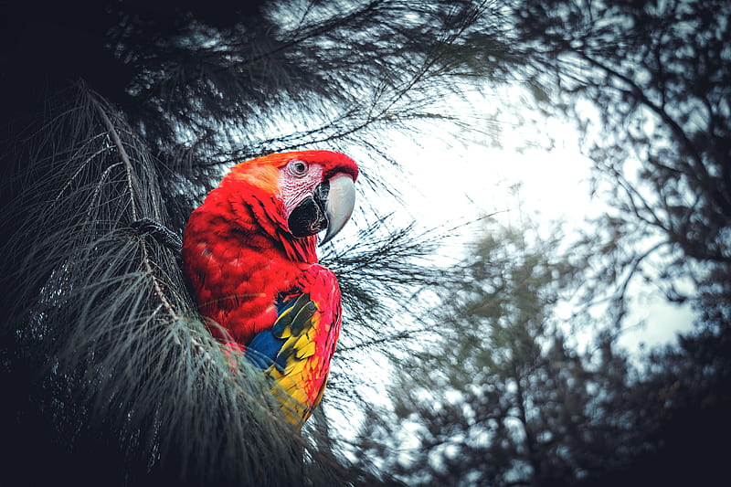 macaw, parrot, bird, red, branches, exotic, HD wallpaper