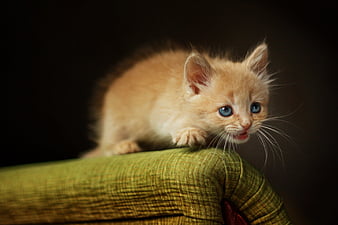 Page 2  HD a ginger kitten wallpapers  Peakpx