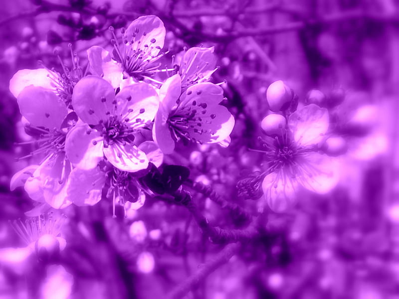 Crab Apple Tree, apple, tree, purple, 2014, crab, HD wallpaper
