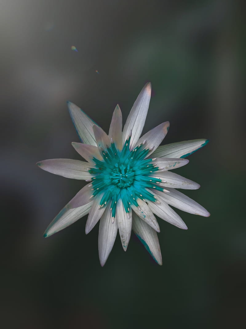Water Lilly flower 2, flowers, moody, HD phone wallpaper