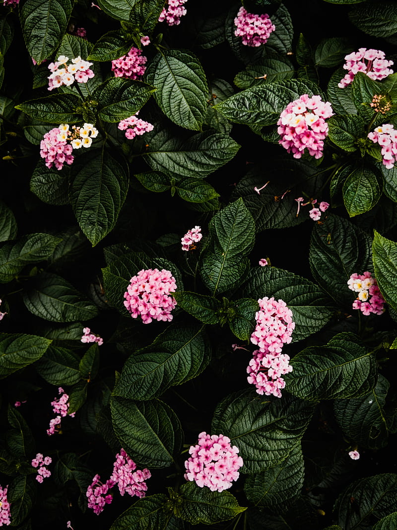 hydrangea, flowers, pink, bush, plant, HD phone wallpaper