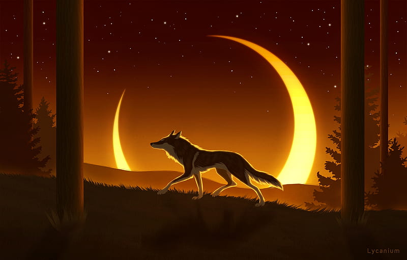 Wolf Silhouette 4K wallpaper  Wolf silhouette, Desktop wallpaper
