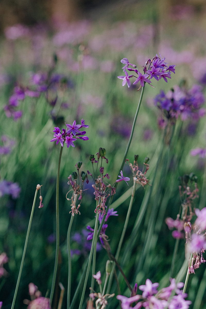 Purple Flower in Tilt Shift Lens, HD phone wallpaper