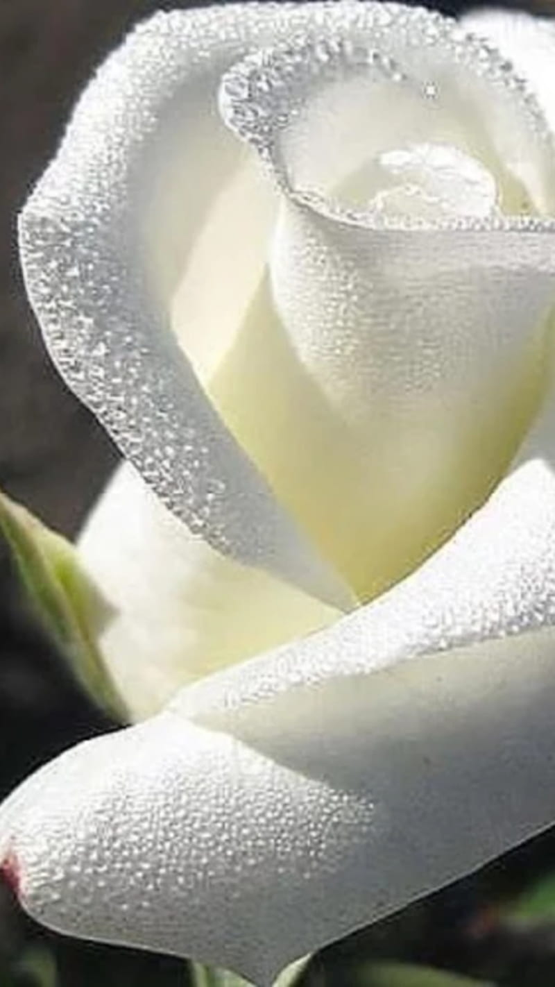 Rose, roses, white, HD phone wallpaper