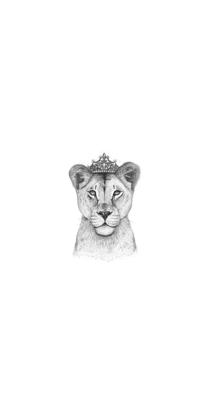 Lioness 2, lioness, tiara, white, HD phone wallpaper