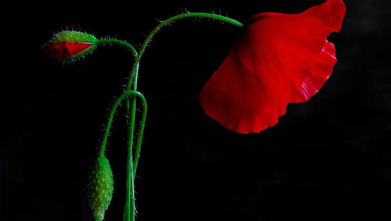 Poppies, red, green, flower, black, bud, HD wallpaper