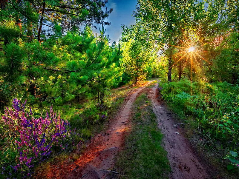 Sunny Path