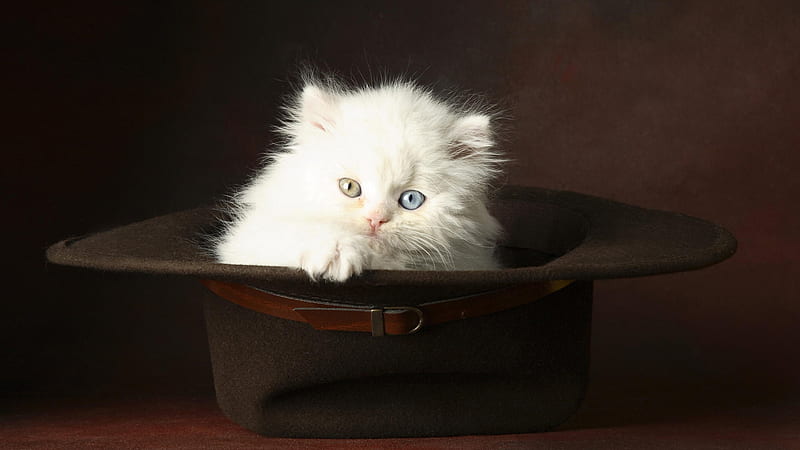 Cute Kitty, kitty, white cat, bonito, adorable, sweet, hat, cute, white ...