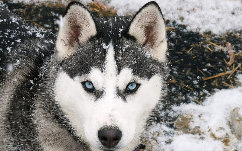 Siberian Wolf-Animal selected, HD wallpaper