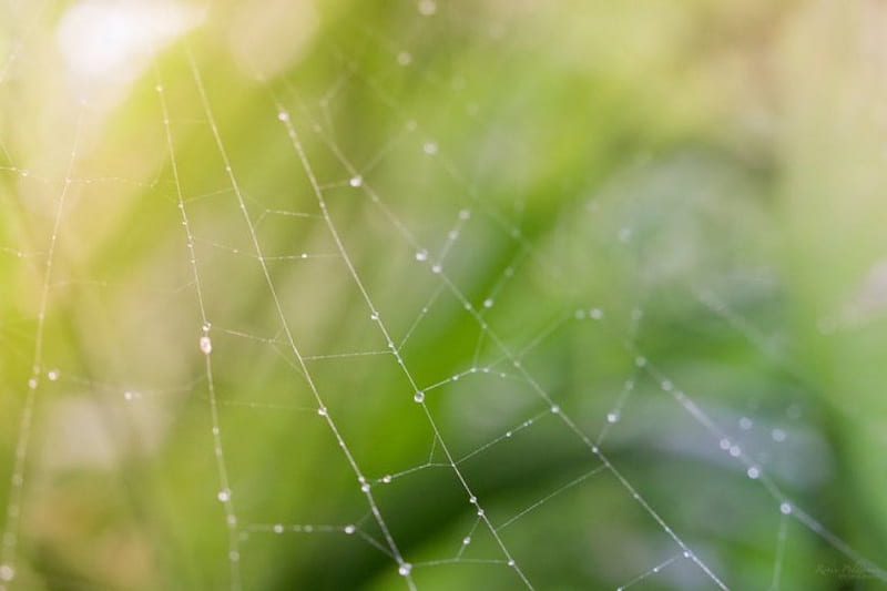 Rays of the sun, drops, spring, abstract, spider web, softness, graphy, bokeh, green, web, macro, close-up, summer, nature, HD wallpaper