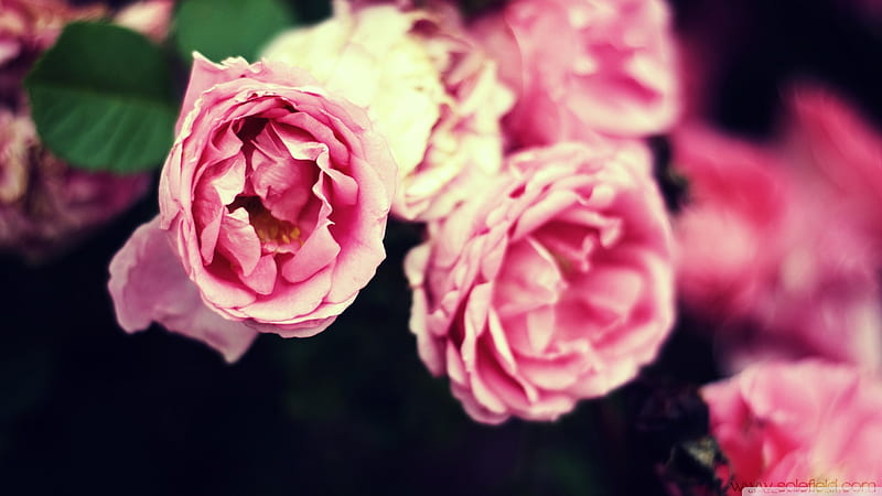 Hoa là món quà tuyệt vời mà thiên nhiên đã ban tặng cho chúng ta. Hãy xem những bức ảnh hoa để được bao trùng với mùi hương thơm ngát và vẻ đẹp tràn đầy sức sống.