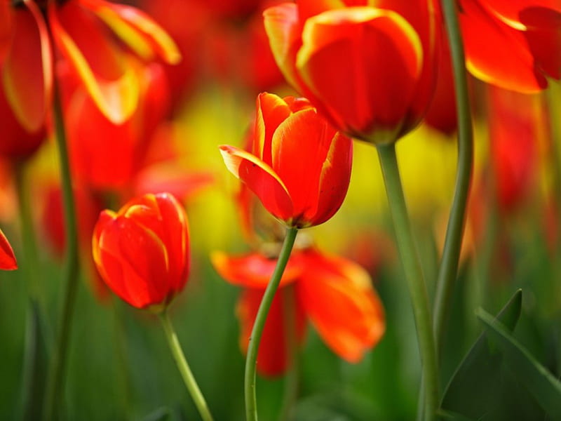 Bright Red Tulips, red, stems, spring, buds, leaves, close-up, bright, flowers, nature, tulips, HD wallpaper