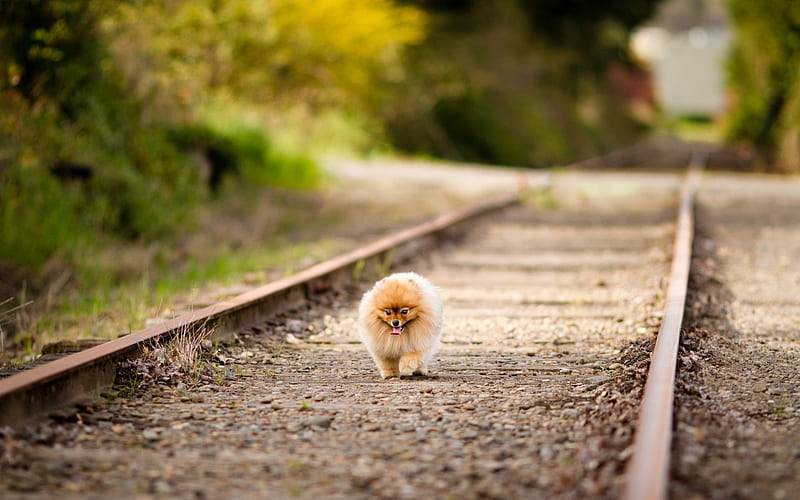 Pomeranian Spitz, railway, dogs, Spitz, running dog, cute animals, pets, Pomeranian, Pomeranian Spitz Dog, HD wallpaper