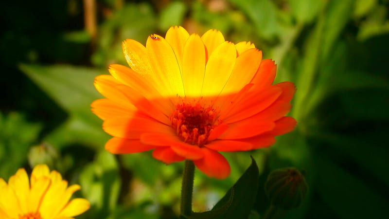 Nice little orange flower, orange, plant, yellow, bonito, nice, flower ...