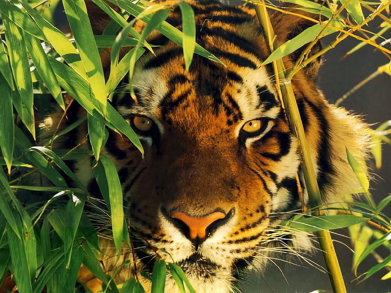 tiger. jpg, peekaboo, tiger, wild, peeking, HD wallpaper
