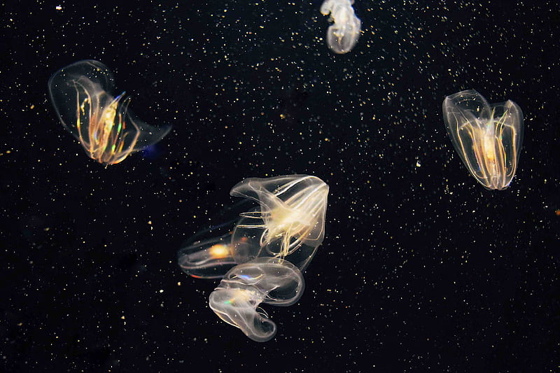 several jellyfish under water, HD wallpaper