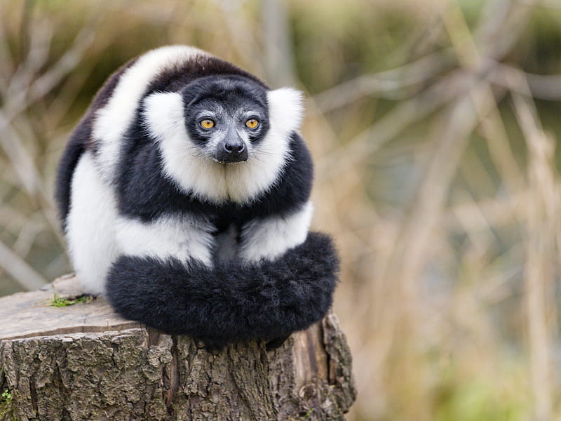 lemur, animal, fluffy, striped, HD wallpaper