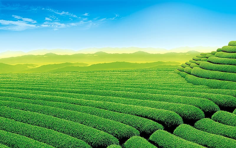 Tea Plantation, HD wallpaper