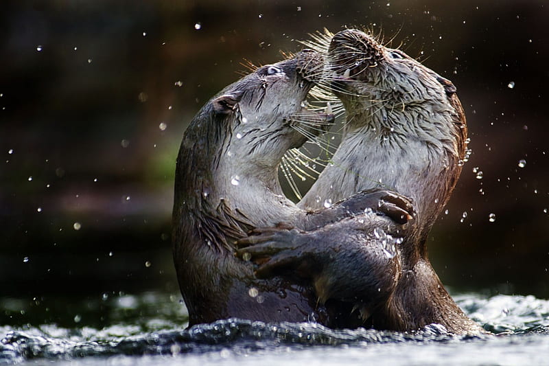 *** Otters in the water ***, otters, water, animals, animal, HD wallpaper