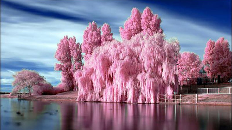 BUBBLE GUM BLOOMS, nature, trees, pink, lake, other, HD wallpaper