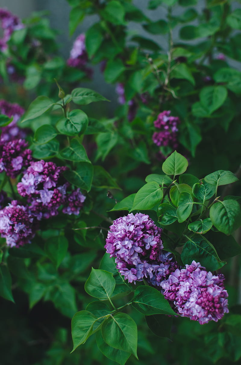 Lilac Flowers, Milli, Pnw, Samsung, Sony, love, art, bonito, black, blossom, canon, cherry, flower, forest, forrest, fortnite, funny, green, iOS, iPhone, landscape, love, minions, moody, nature, petal, graphy, pink, queen, sad, spring, still, wanderlust, waterfall, weird, woods, wow, HD phone wallpaper