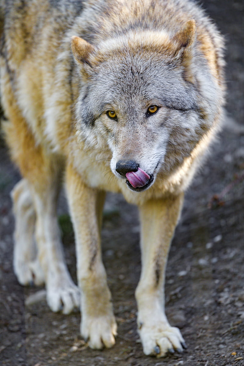 Wolf, animal, predator, protruding tongue, wildlife, HD phone wallpaper |  Peakpx
