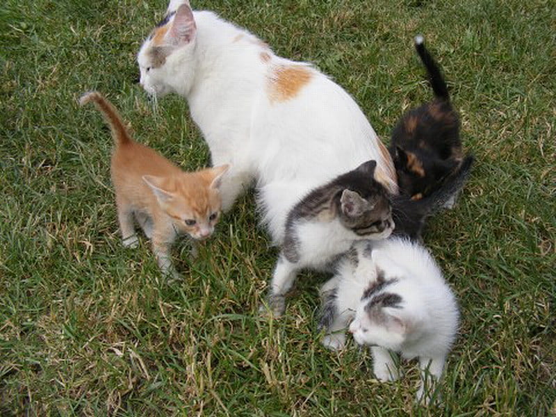 BEAUTIFUL FAMILY, kittens, family, cute, mum, HD wallpaper