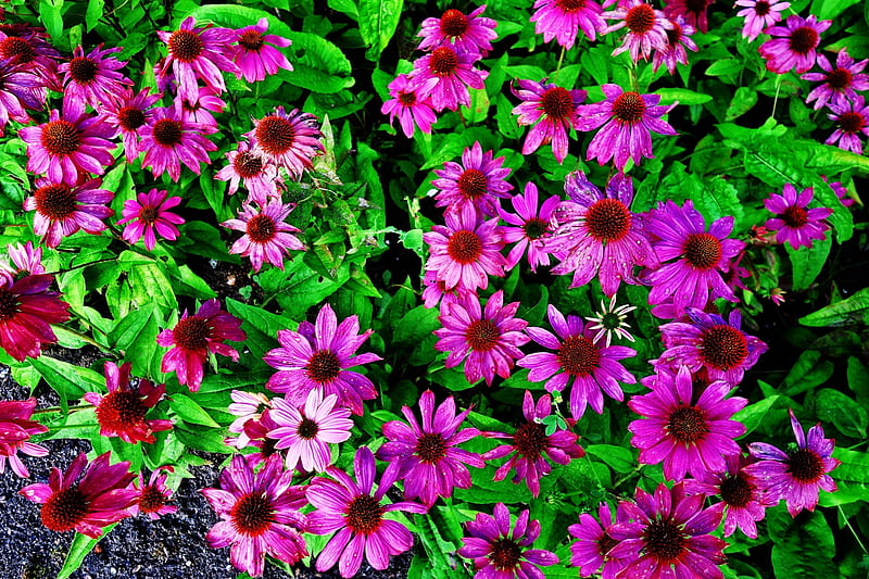 Purple Cone Flower, flower, purple, coneflower, flora, HD wallpaper