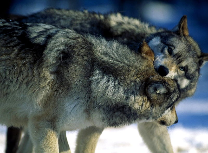 Wrestling Wolves, Ely, Minnesota, fight, gray wolves, play, HD ...