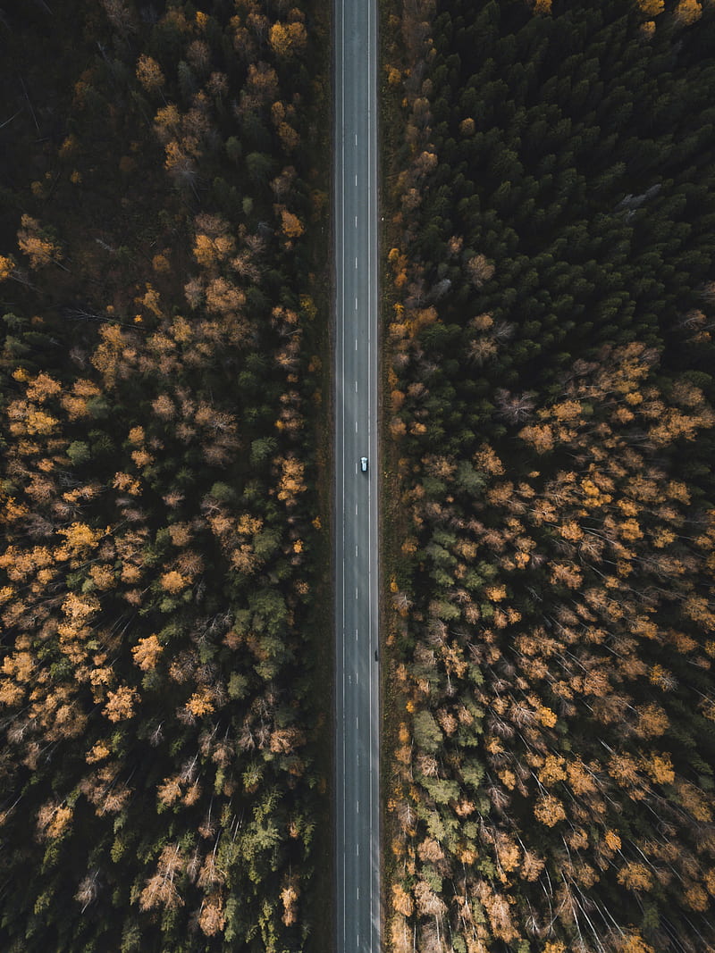 road, forest, aerial view, trees, treetops, HD phone wallpaper